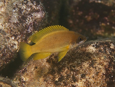 Neolamprologus mustax 'Kombe'